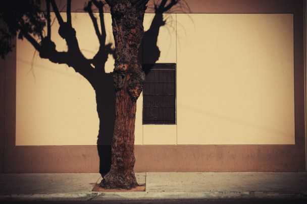 Brownish Wall and Tree