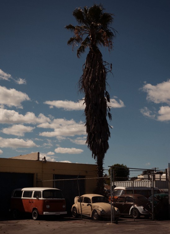 Palm Trees and Volkswagens